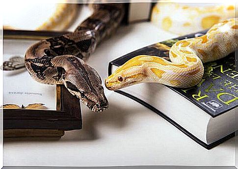 House snakes: what they are and how to deal with them