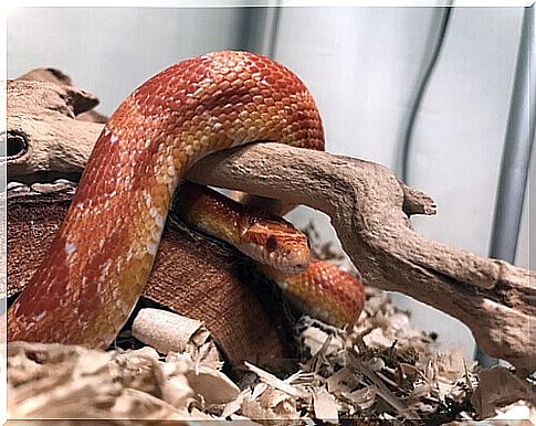 a pet snake in its terrarium on a branch