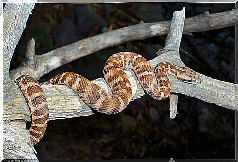 a snake on a branch