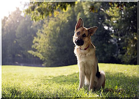 German shepherd on the meadow