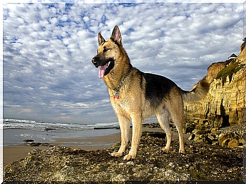 How does a German Shepherd feed?