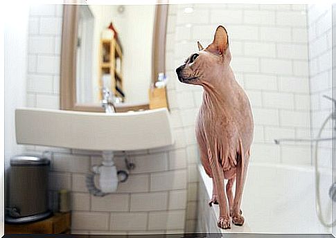 a hairless cat walks on the edge of the bathtub