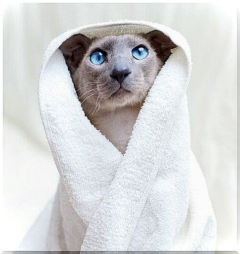 a cat with a bathrobe and blue eyes