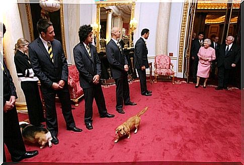 The Queen's Dogs