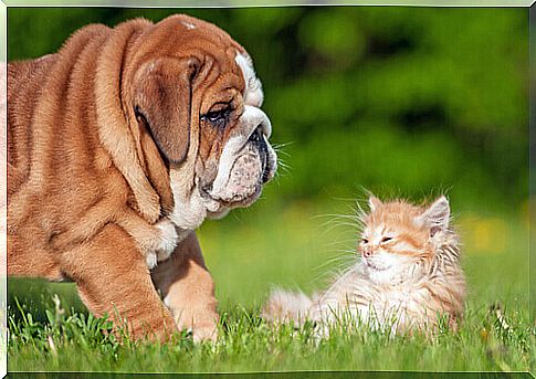 How to create a friendship between a dog and a cat?