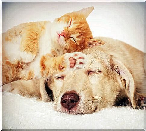 dog and cat sleeping together 