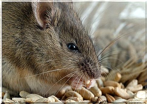 How to fight a rat infestation?