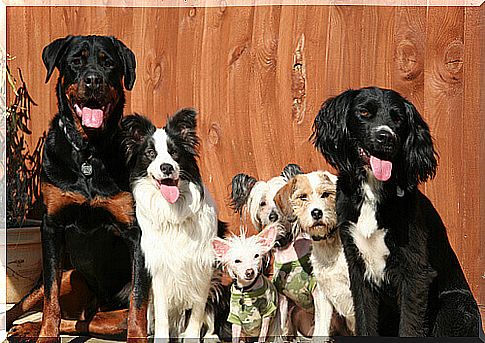 dogs of different breeds