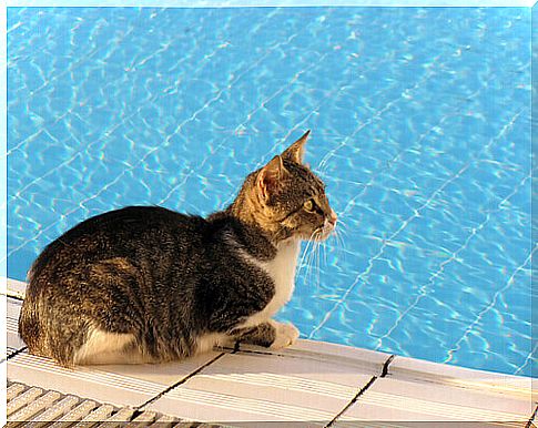 How to keep cats cool in hot weather