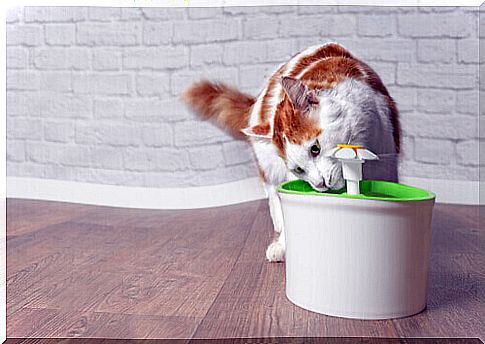 Cat drinking from a water dispenser.