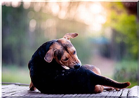 dog with scabies bites