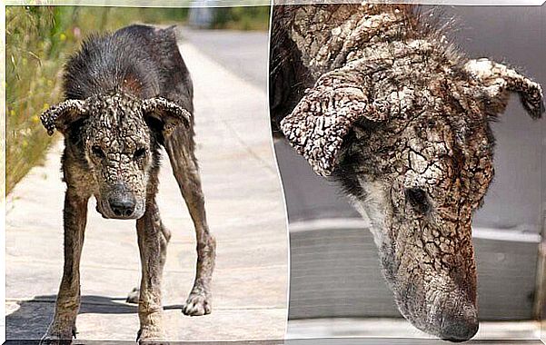 dog with advanced scabies