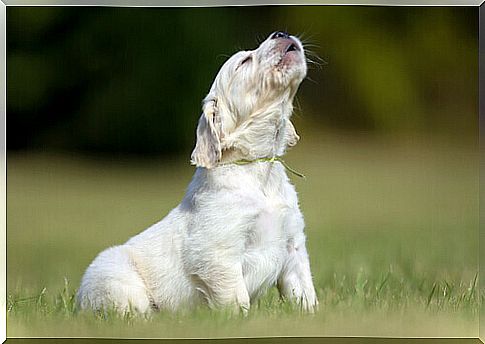 How to prevent neighbors from hating your dog