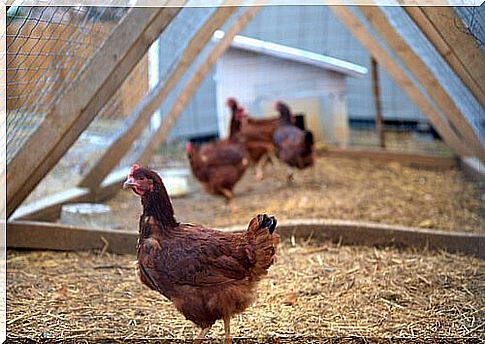 How to tidy up the chicken coop