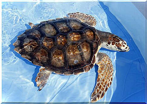 aquatic turtle