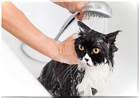 How to wash a cat who is afraid of water