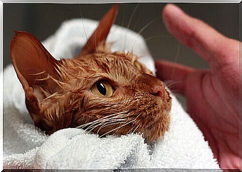 orange cat is dried with white towel