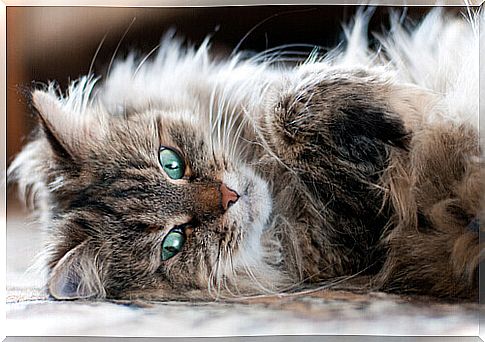 a Persian cat lying sideways on the sofa