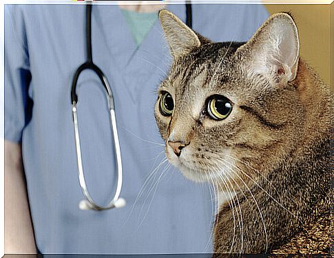 a cat during a visit to the vet