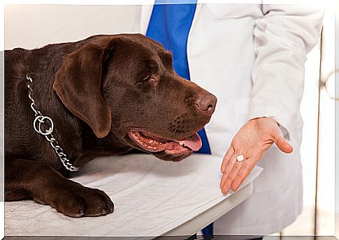 Veterinarian giving a drug to the dog