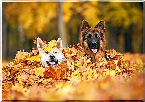 walking-the-dog-in-autumn