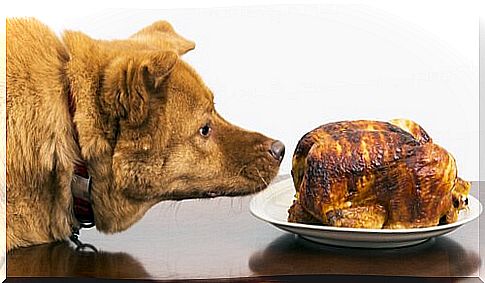 dog looks at roast chicken