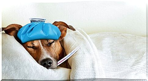 dog in bed with blanket and thermometer 