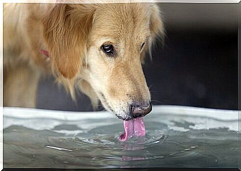 dog drinking water