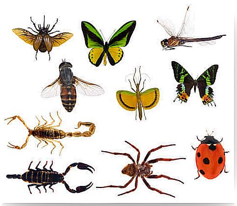 Insects and arachnids: what are the differences?