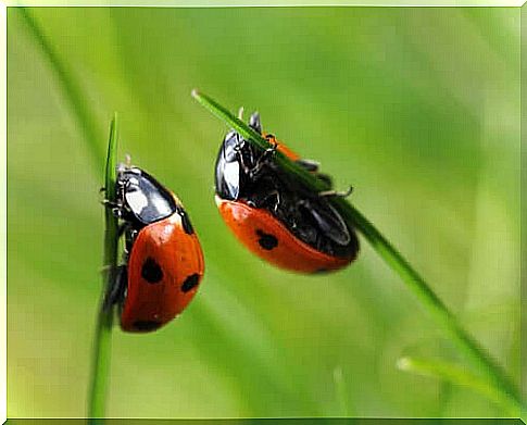 Ladybugs on a blade of grass.