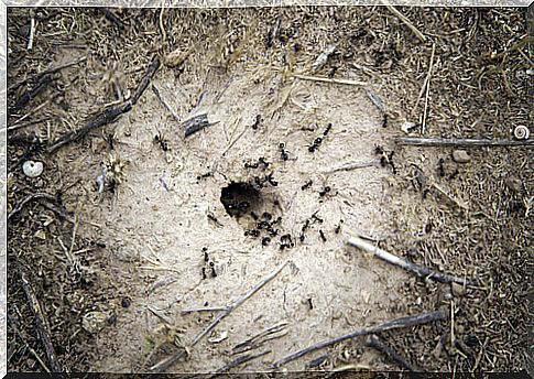 Insects as pets: an anthill in the house