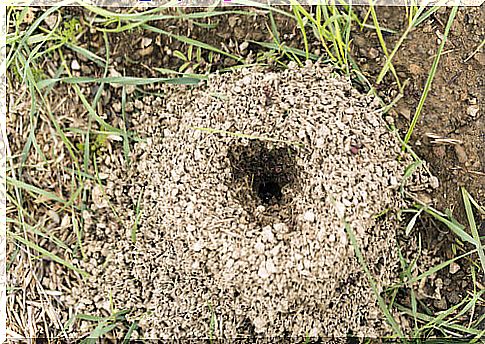 an anthill