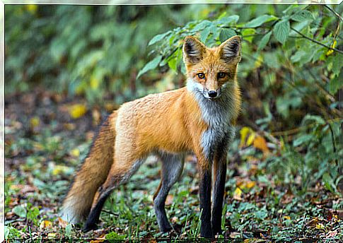 Is it possible to have a fox as a pet?