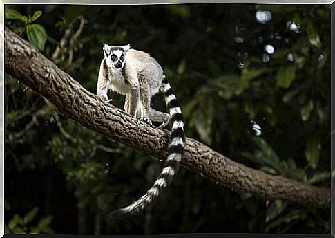 Ring-tailed lemur