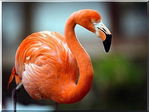 Characteristics of the flamingo