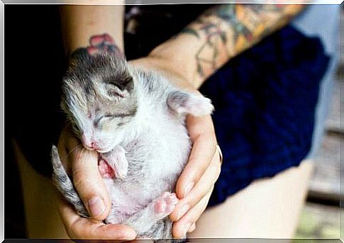 Kitten Lady with kitten in her hands