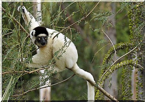 Lemurs: everything you need to know