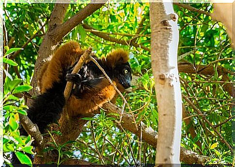 a red and black lemur among the branches of a tree