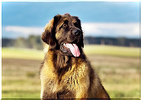 Leonberger, an obedient and loyal dog of German origin