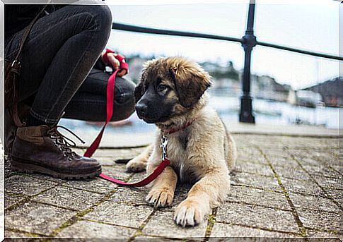 a Leonberger puppy lying in the street