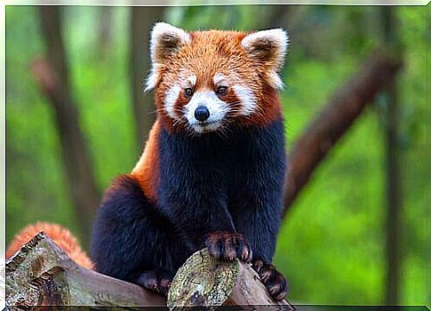 Lesser Panda: A bear that looks like a raccoon