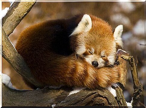 Lesser panda asleep curled up