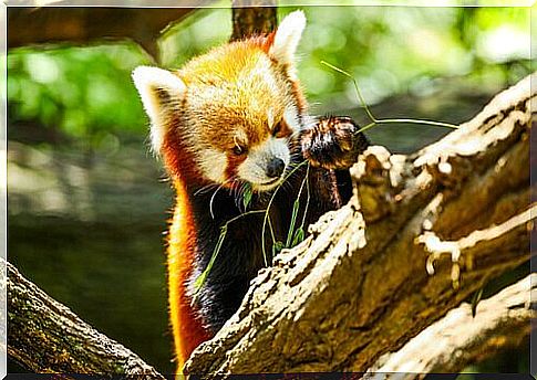 Lesser panda eats bamboo