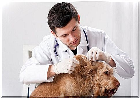 veterinarian checking dog parasites 