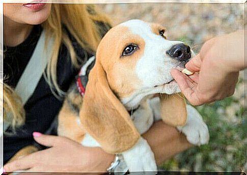 dog in the arms of the mistress who eats