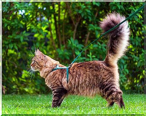 Let's discover the language of the cat's tail