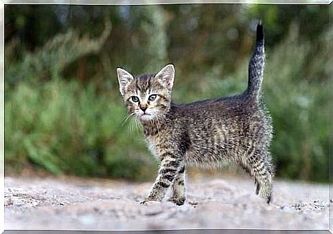 Kitten with the tail up 