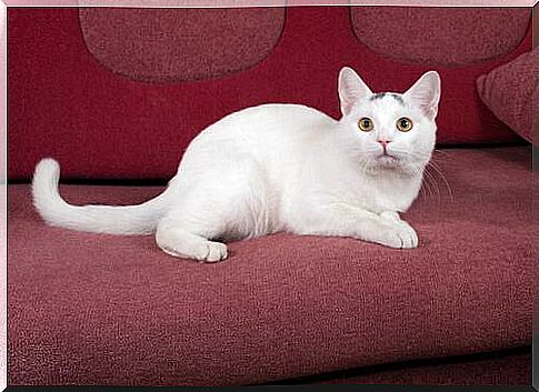 White cat on the red sofa 