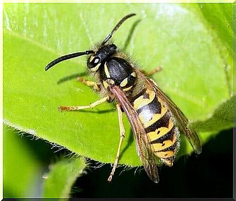 Let's discover 5 species of wasps together