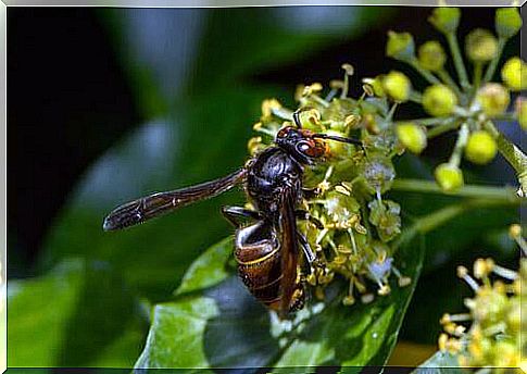 The Asian hornet on flower 